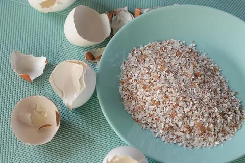 Selective focus of Egg Powder Cracked Eggshells and grinded eggshells Stock Photos