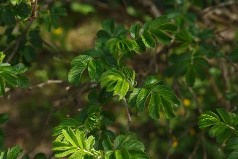 Selective focus, eglantine branch close up with young growing leaves in sunlight Stock Photos