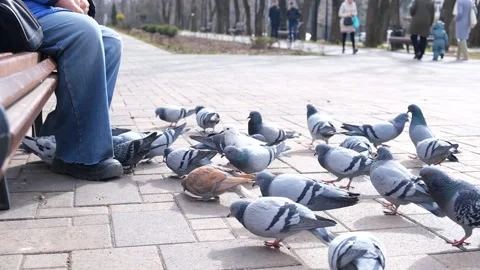 Selective focus. Elderly man on a bench in a city park feeds pigeons Stock Footage 195846198