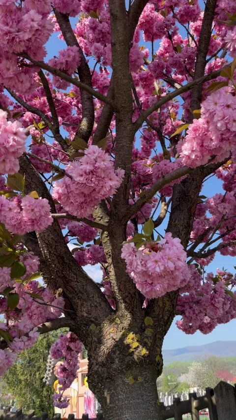 Selective focus elegant sakura tree blooming season Stock Footage 334329309