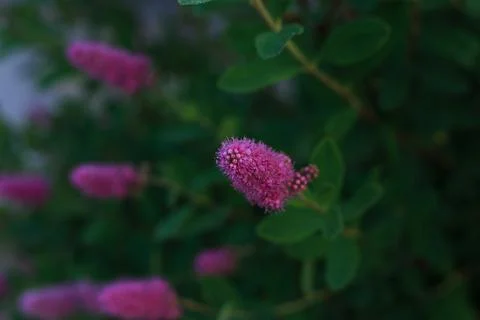 Selective focus, exotic flossy pink flower on blurred green leaves background Stock Photos