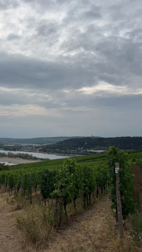 Selective focus expansive grape vineyards along the upper slopes of rdesheim Stock Footage 345148880