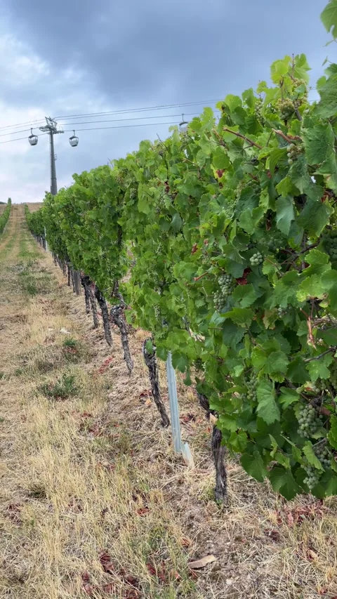 Selective focus expansive vineyards across the rdesheim hills and rhine valle Stock Footage 345151118
