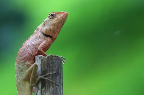 Selective focus at the eye of small lizard in nature background Stock Photos