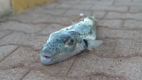 Selective focus on eyes and head of puffer fish. Video stock 202639855