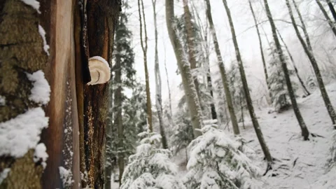 Selective focus of fabulous winter forest with snow covered fir trees Stock Footage 325966168