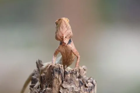 Selective focus at the face of lizard holding on dried timber Stock Photos
