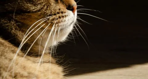 Selective focus face of striped brown cat. Portrait of Tabby cat. Stock Photos