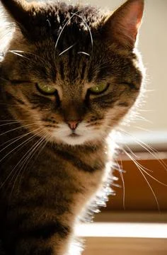 Selective focus face of striped brown cat. Tabby cat with green eyes. Stock Photos