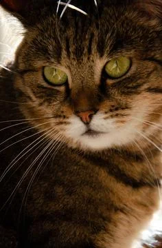 Selective focus face of striped brown cat. Tabby cat with green eyes. Stock Photos