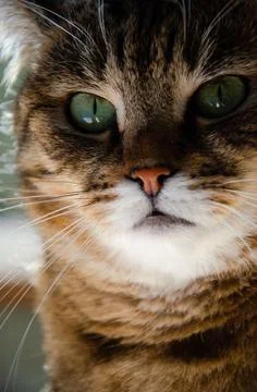 Selective focus face of striped brown cat. Portrait of Tabby cat. Stock Photos