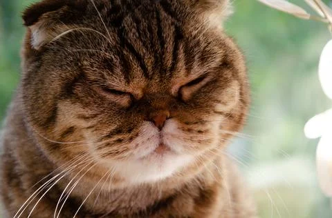 Selective focus face of striped brown Scottish fold with closed eyes. Stock Photos