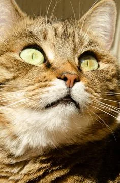 Selective focus face of striped brown cat with copy space. Portrait of cat. Stock Photos