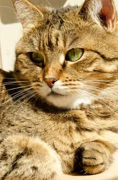 Selective focus face of striped brown cat with copy space. Portrait of cat. Stock Photos