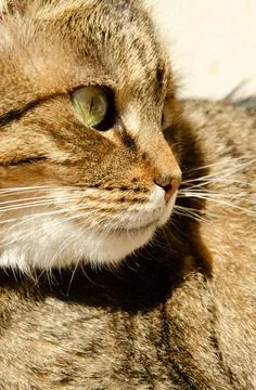 Selective focus face of striped brown cat with copy space. Portrait of cat. Stock Photos