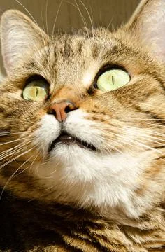 Selective focus face of striped brown cat with copy space. Portrait of cat. Stock Photos