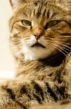 Selective focus face of striped brown cat with copy space. Portrait of cat. Foto stock
