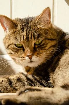 Selective focus face of striped brown cat with copy space. Stock Photos
