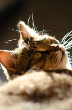 Selective focus face of striped brown cat with copy space. Stock Photos