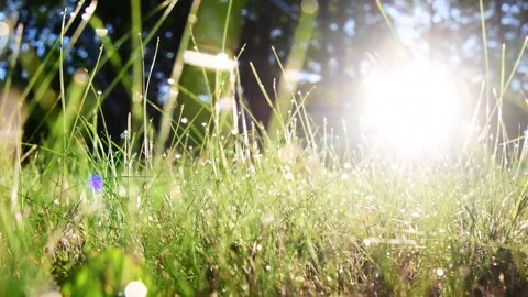 Selective focus fall grass bokeh background morning dew Stock-Footage 255664182