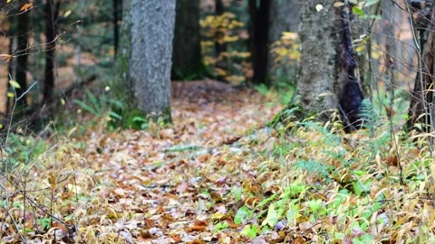 Selective focus fallen leafs dark trail forest gloomy mood Stock Footage 254586919
