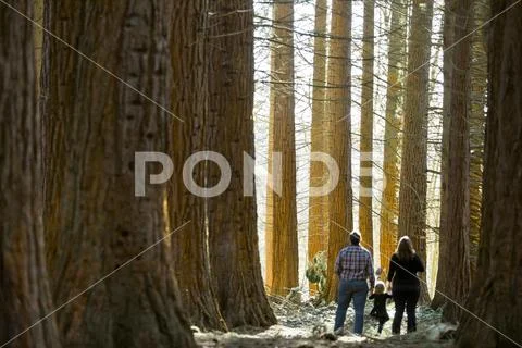 Selective focus of a family of three standing in the forest Stock Photos