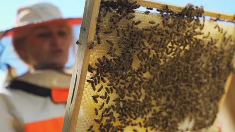 Selective focus Female beekeeper inspecting honeycomb frame from beehive close Stock Footage 164745065