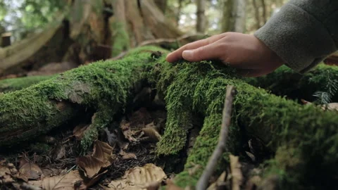 Selective focus of female hand touching old moss tree bark in spring day Stock Footage 241492979