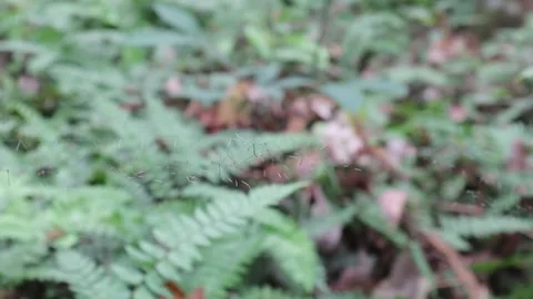 Selective focus on few Crane flies in the center Video stock 162633780
