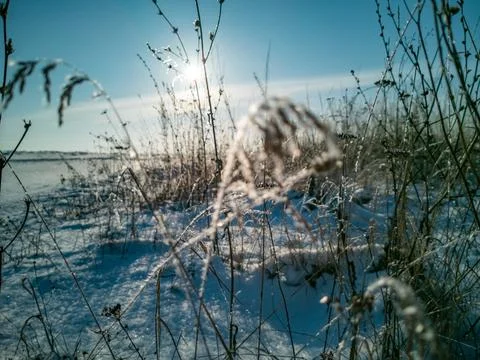 Selective focus of field of dry grass covered by snow in sunshine Stock Photos