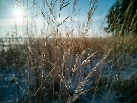 Selective focus of field of dry grass covered by snow in sunshine Stock Photos
