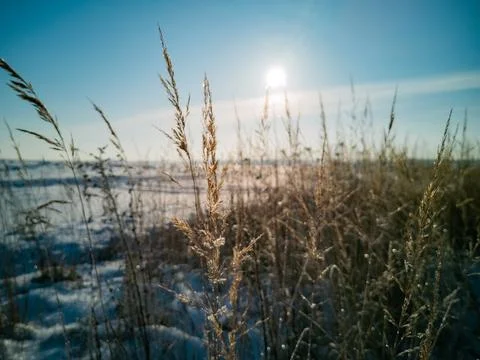 Selective focus of field of dry grass covered by snow in sunshine Stock Photos