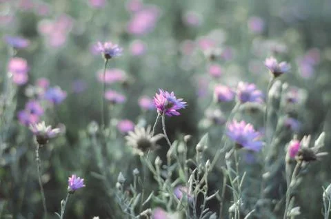 Selective focus. Field of flowers in the rays of the evening sun. Violet wildflo Stock Photos