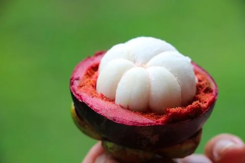 Selective focus firm white pulp of Mangosteen from the delicious taste Stock Photos