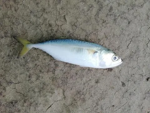 Selective focus on a fish isolated on a surface Stock Photos