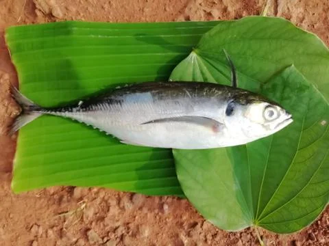 Selective focus on a fish placed over leaves isolated on a surface Foto stock