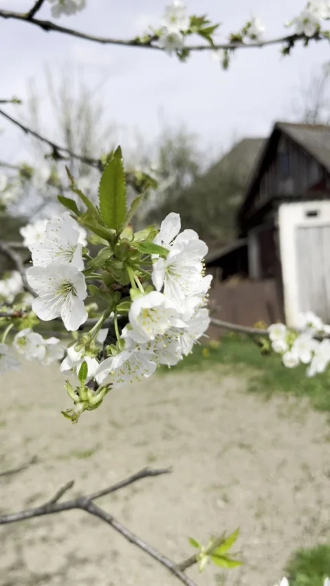 Selective focus floral cherry branch in full bloom under blue sky Stockbeeldmateriaal 334328221