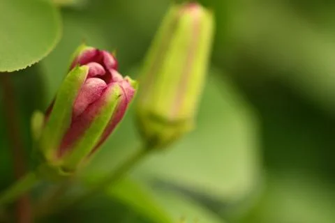Selective focus of flower on blur background and copy space Stock Photos
