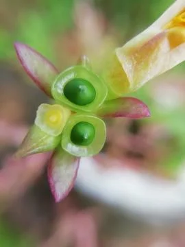 Selective focus on flower blur background Stock Photos