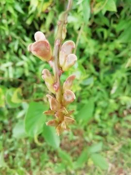 Selective focus on flower buds blur background Stock Photos