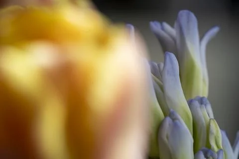 Selective focus flower macro shot. Stock Photos