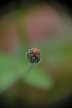 Selective focus of flower Tridax procumbens. Stock Photos