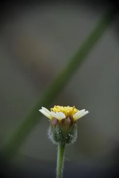 Selective focus of flower Tridax procumbens. Stock Photos