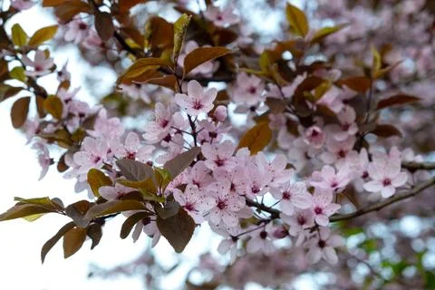 Selective focus of flowering of red-leaved plum. Pink flowers on a tree Stock Photos
