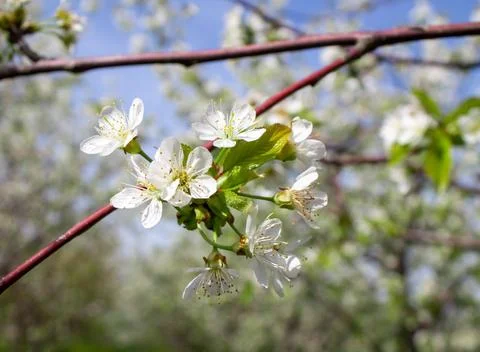 Selective focus flowering sprig of cherries close-up. Flowering of fruit trees Stock Photos