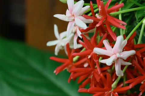 Selective focus of flowers Stock Photos