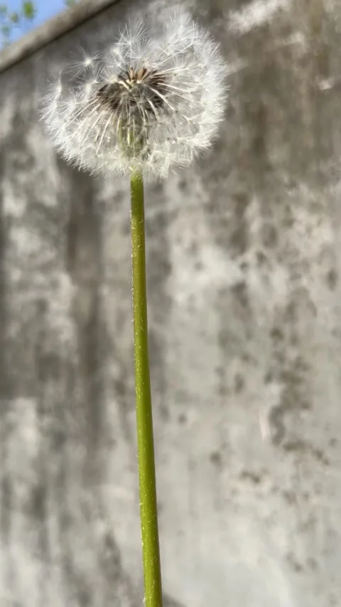 Selective focus fluffy dandelion head releasing seeds Stockbeeldmateriaal 334328502