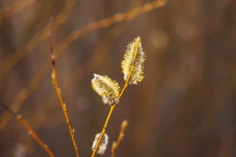 Selective focus fluffy soft willow buds in early spring Stock-Fotos