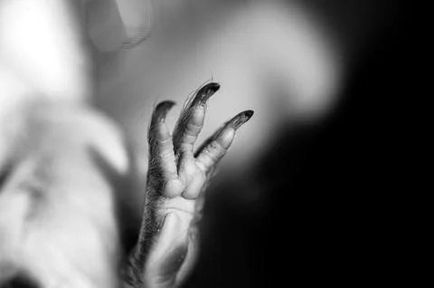 Selective focus on foot pads and nails of a guinea pig back paw. Stock Photos