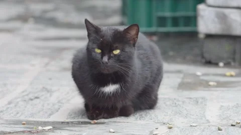 Selective focus footage of a cute black cat lying on a stone slabs Stock-Footage 304265236